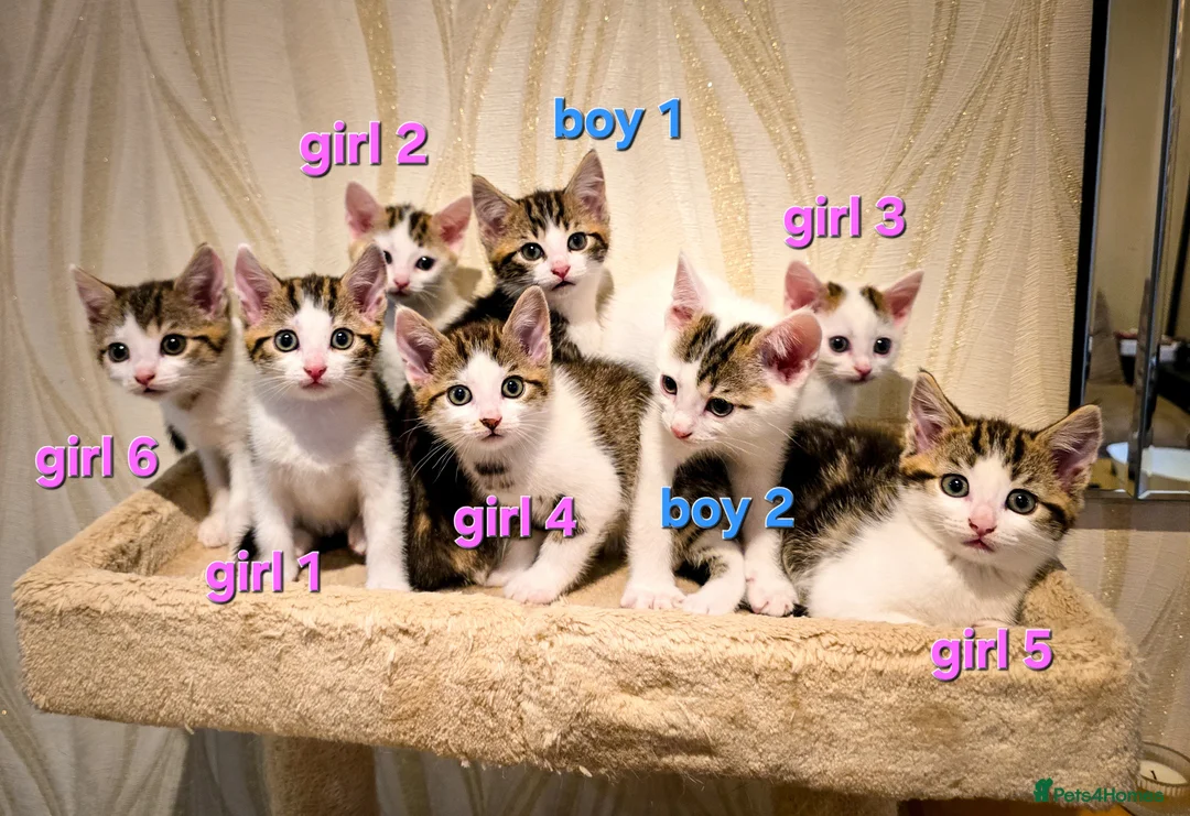 Mixed Breed cats for sale: 8 Adorable Kittens Looking for Their New Homes - Advert 2