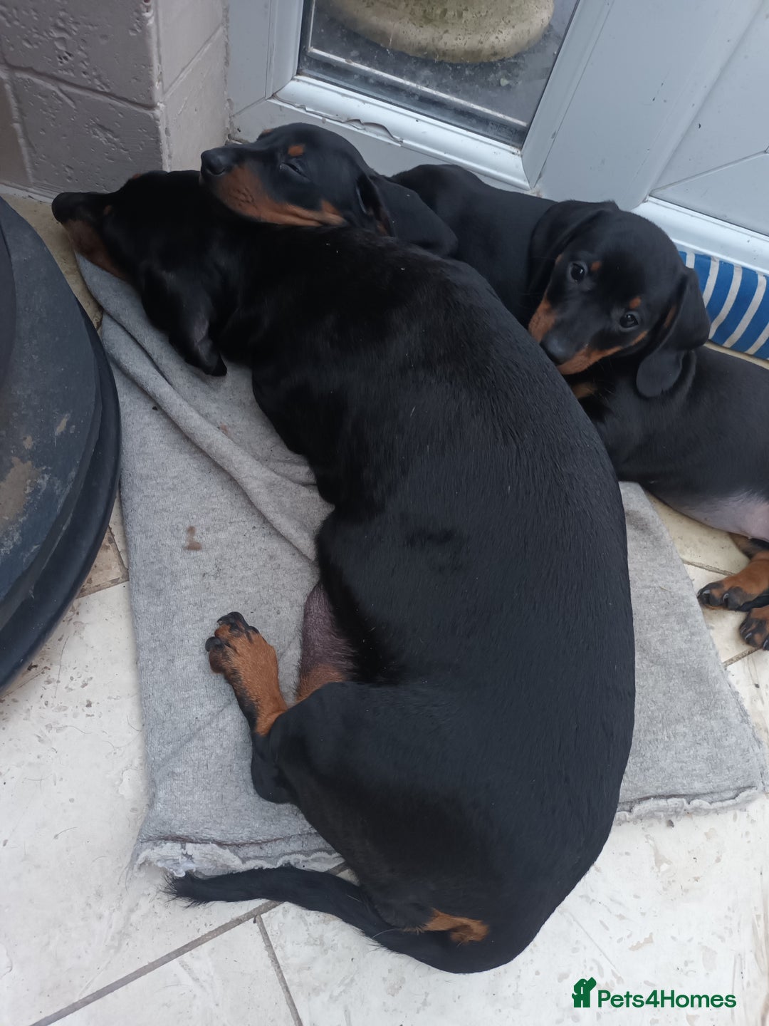 Miniature Dachshund dogs for sale: Black and Tan Miniature Dachshund Puppies 3 Boys - Advert 35