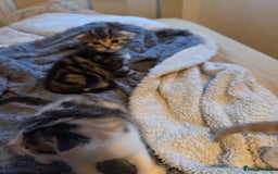 Scottish Fold cats for sale: Beautiful Scottish Folds - Image 5