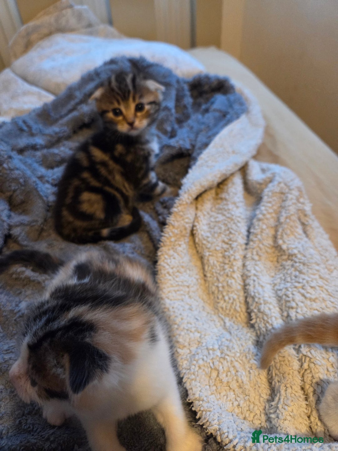 Scottish Fold cats for sale: Beautiful Scottish Folds - Image 5