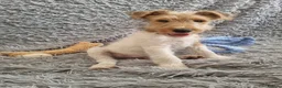 Fox Terrier dogs for sale: Wire Haired Fox Terrier Puppies  - Advert 1