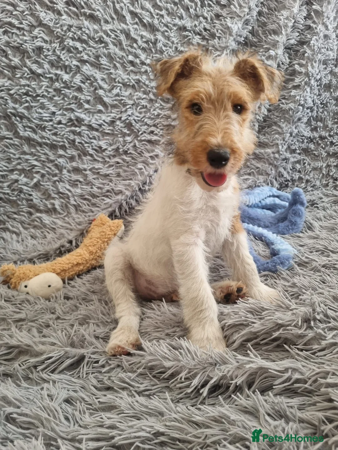 Fox Terrier dogs for sale: Wire Haired Fox Terrier Puppies  - Advert 1