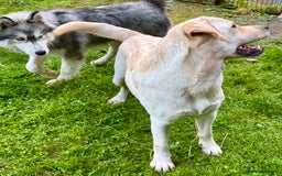 Labrador Retriever dogs for adoption: Lucia’s Story - Minutes from Death - Image 10