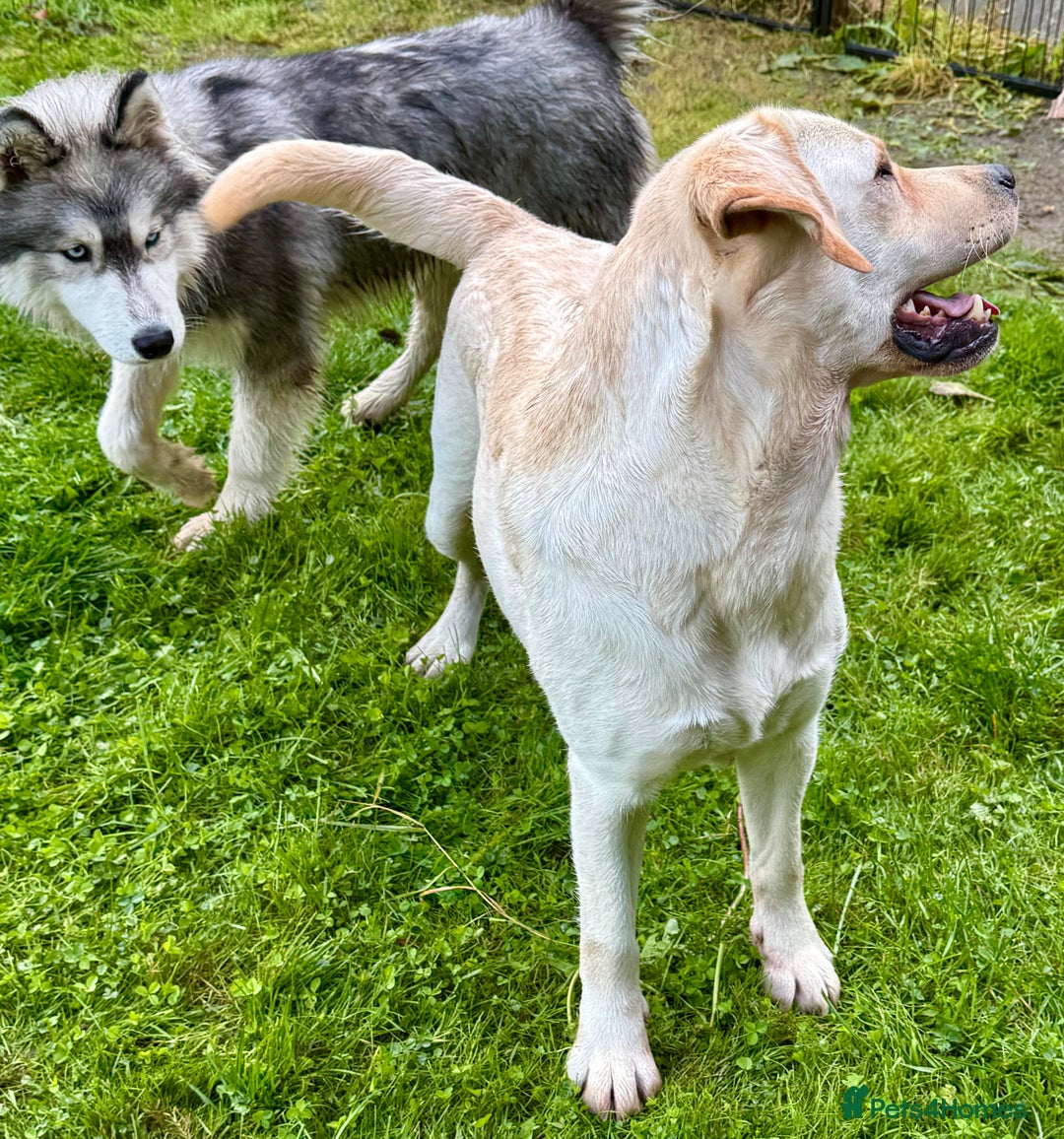 Labrador Retriever dogs for adoption: Lucia’s Story - Minutes from Death - Image 10