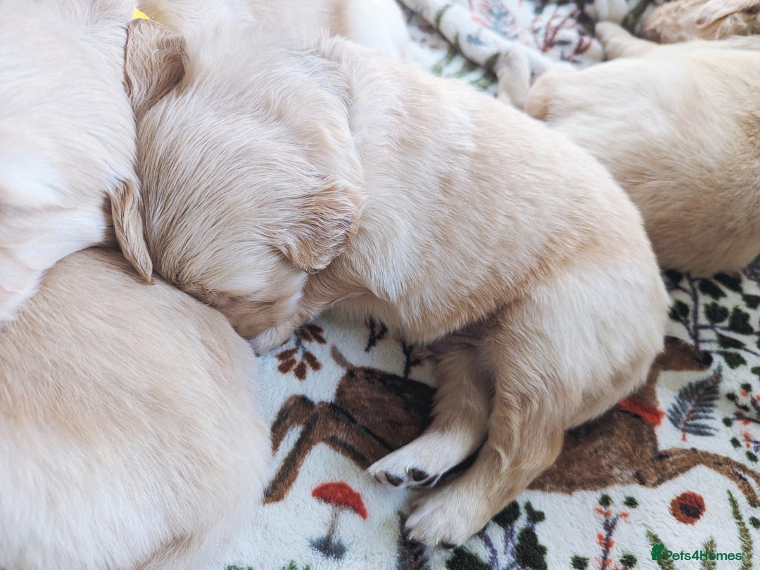 Golden Retriever dogs for sale: Chunky golden pups - Advert 9