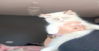 Ragdoll cats - Advert 6