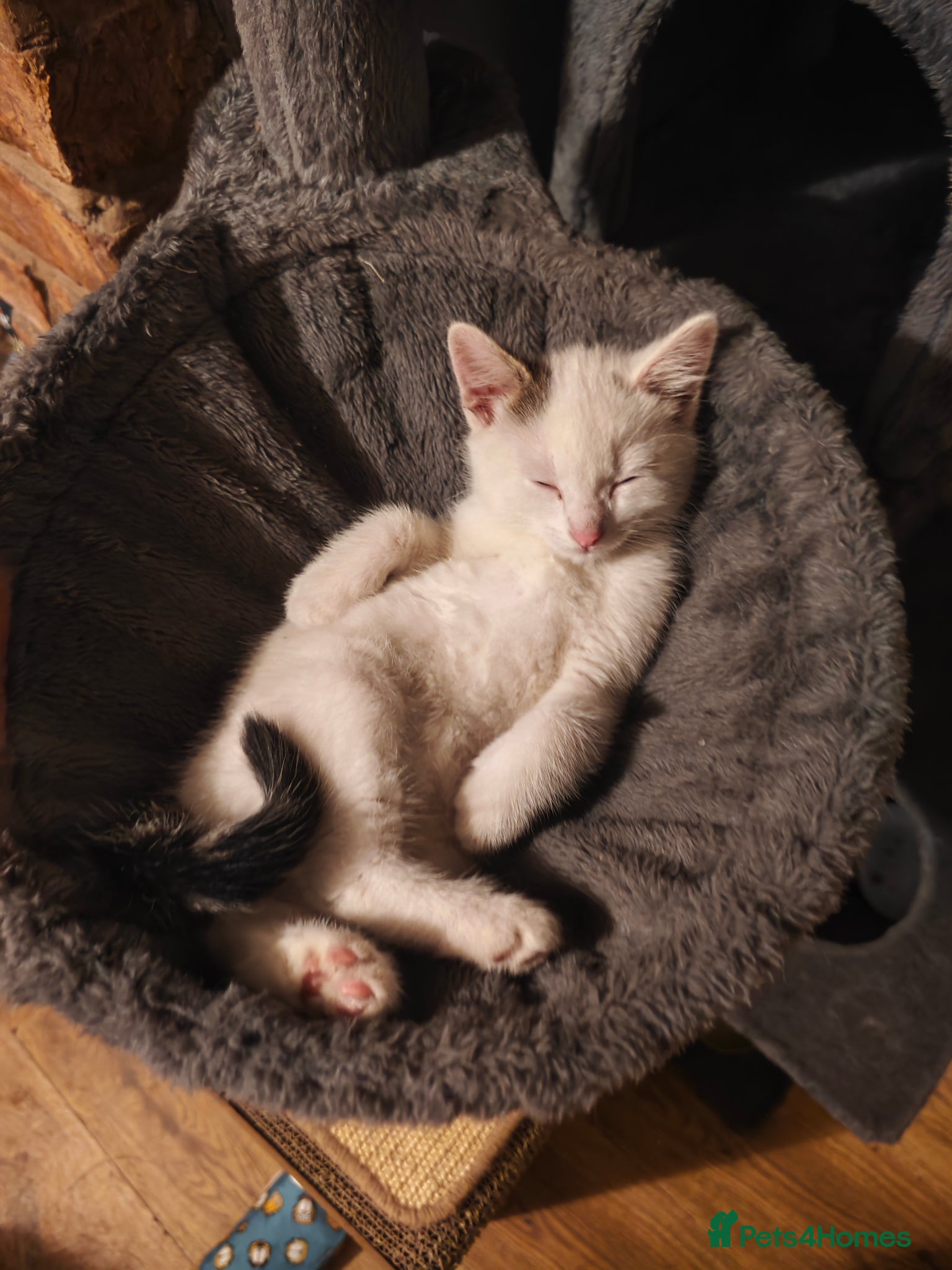 Mixed Breed cats mix breed kittens  - Advert 2
