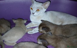 Burmese cats for sale: GCCF Reg. Burmese Kittens  - Image 7