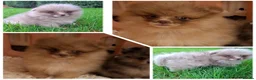 Pomeranian dogs for sale: KC Registered Pomeranian Puppies - Advert 2