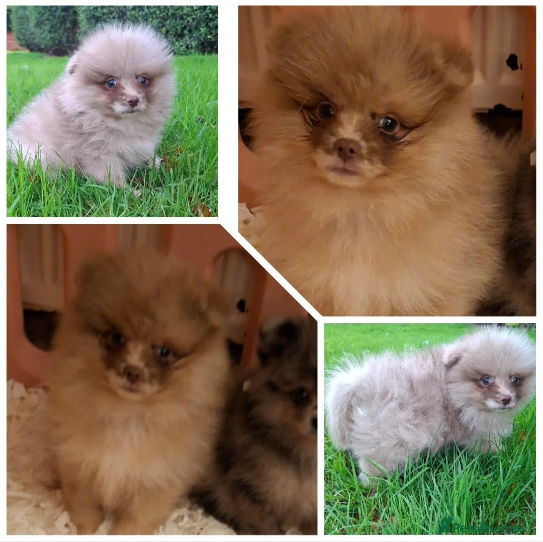 Pomeranian dogs for sale: KC Registered Pomeranian Puppies - Advert 2