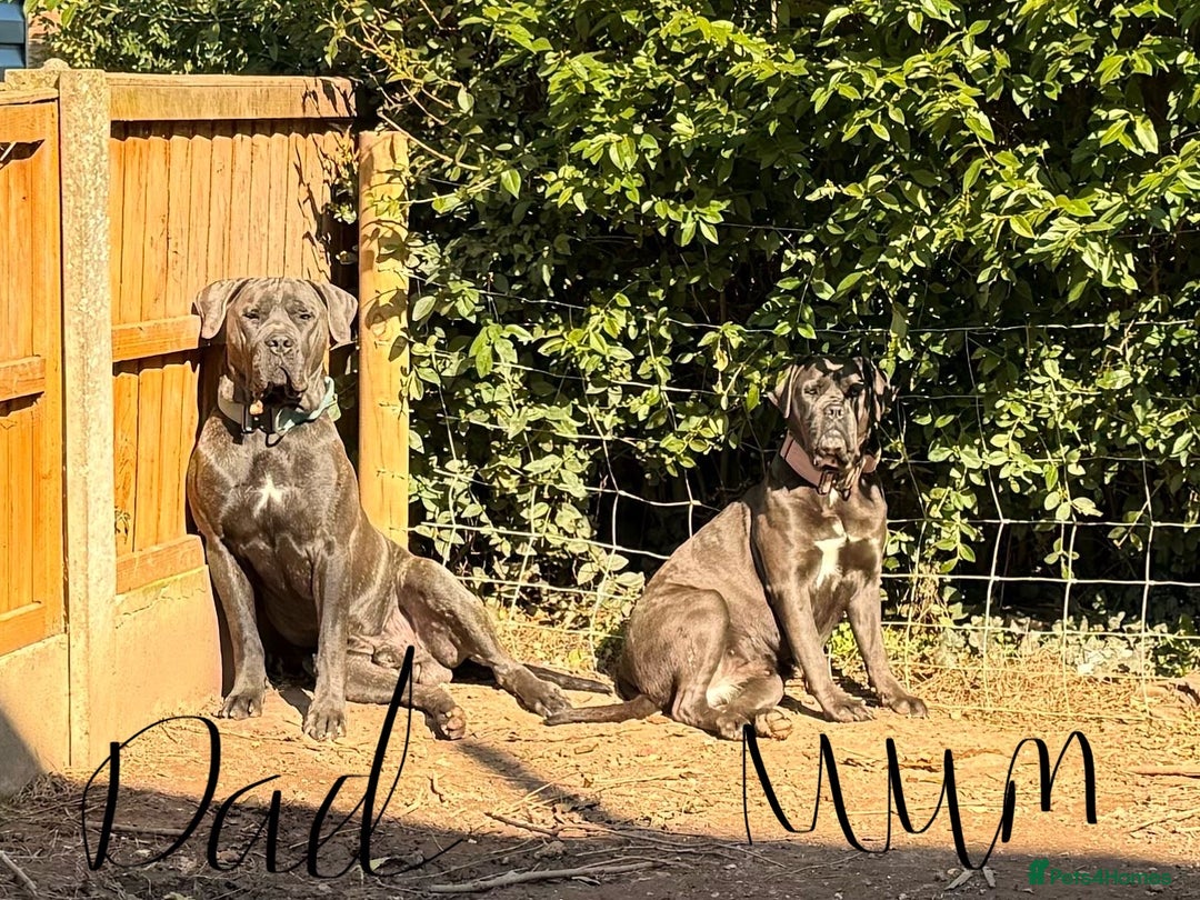 Cane Corso dogs for sale: Exceptional, Champion Bloodline Cane Corso Puppies - Advert 4