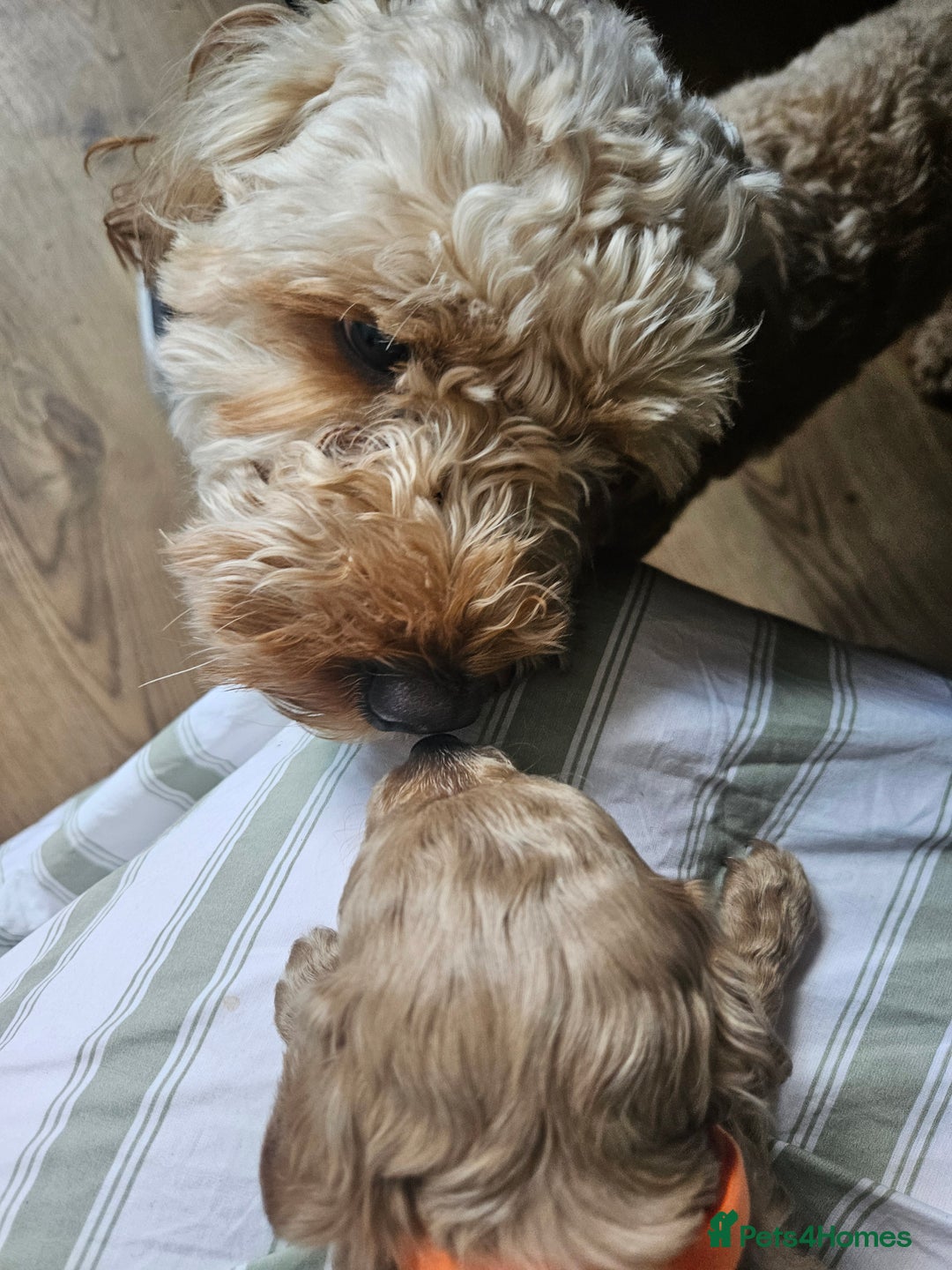 Cavapoo dogs for sale: Cavapoo Puppies  - Image 24