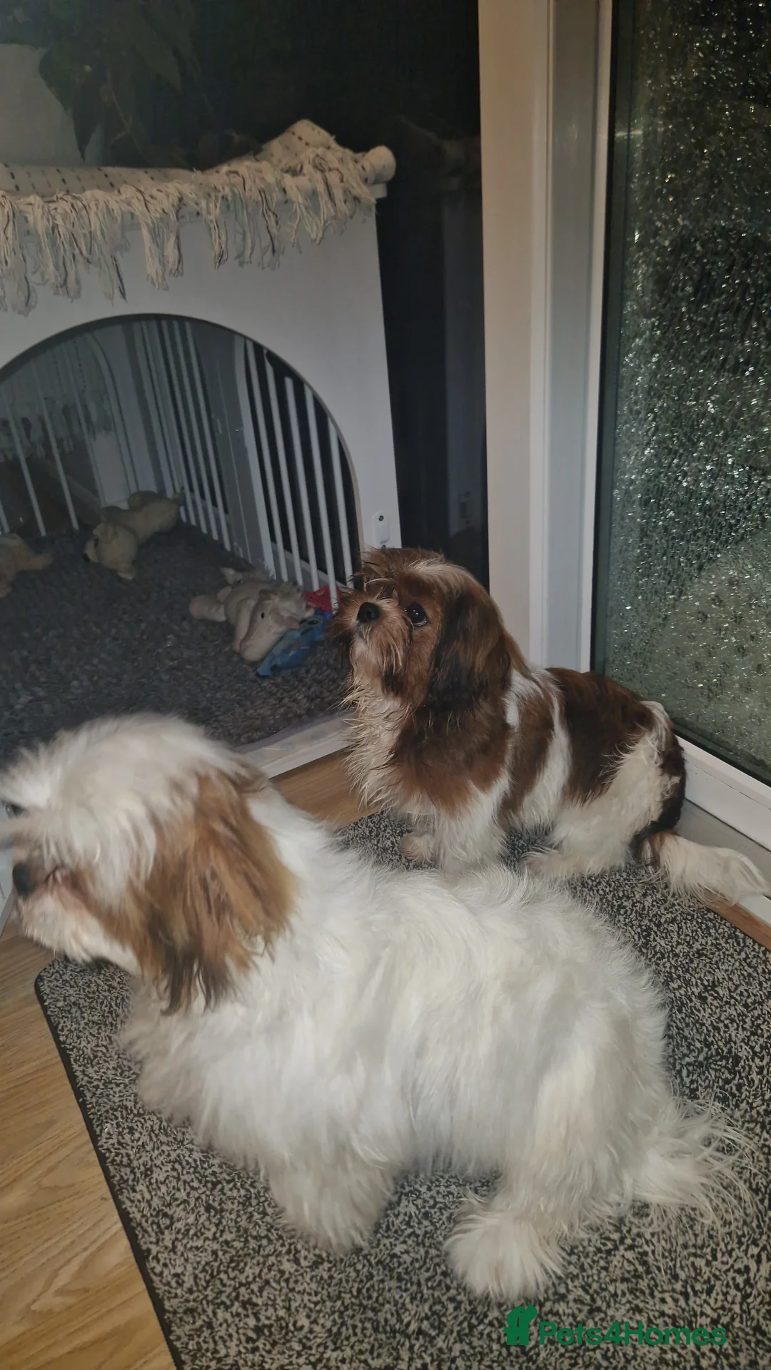 Shih Tzu dogs for sale: Shih tzu puppies  - Advert 2