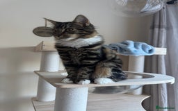 Siberian cats for sale: Siberian & Maine Coon Cross Female Cat Calico - Image 3