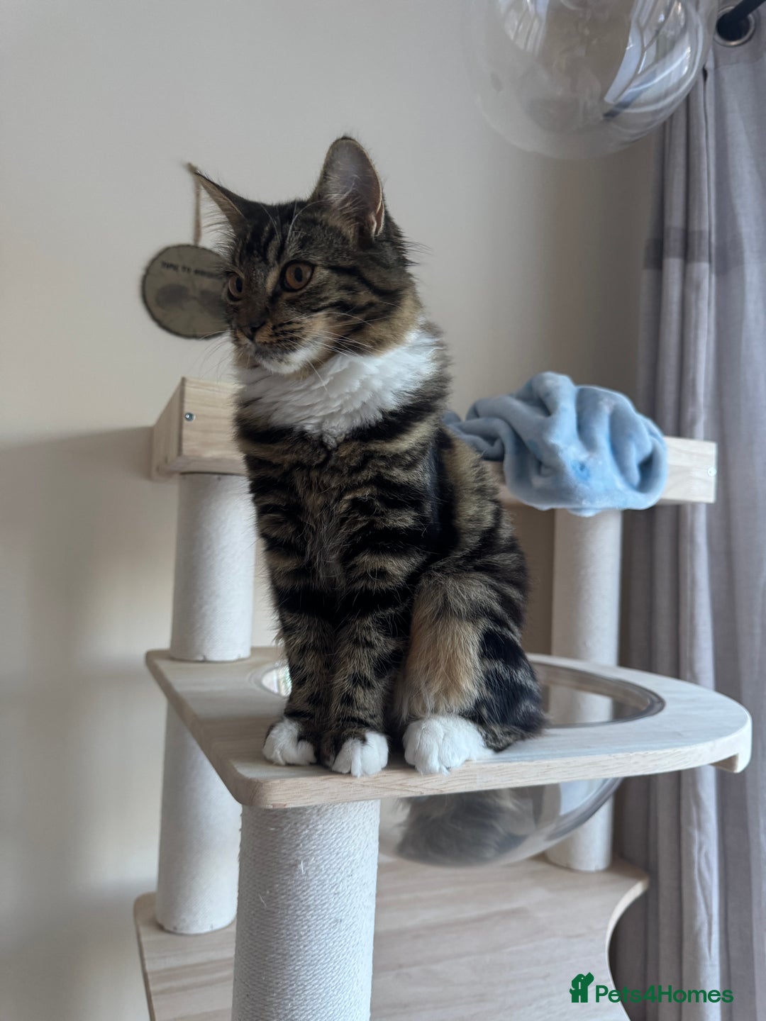 Siberian cats for sale: Siberian & Maine Coon Cross Female Cat Calico - Image 3