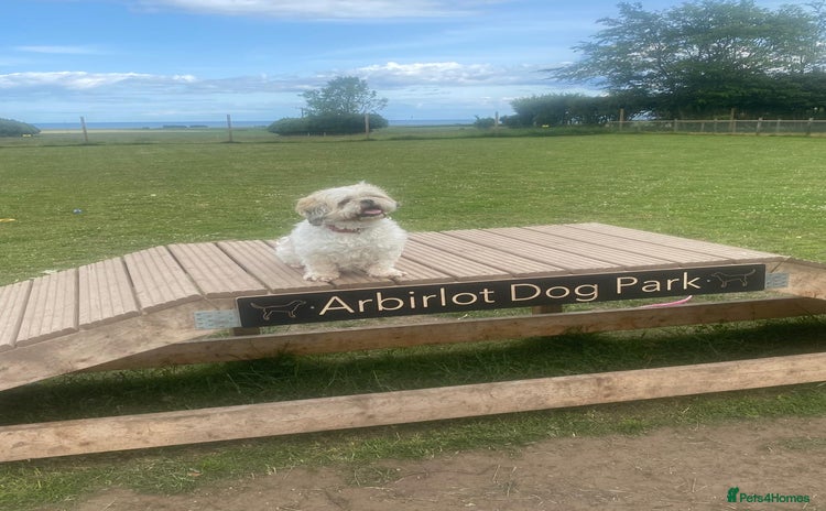 Shih Tzu dogs - Advert 1