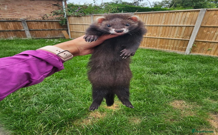 Ferret rodents - Advert 3