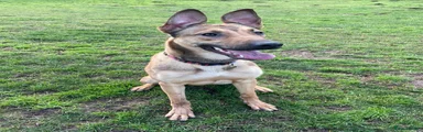 Bonnie