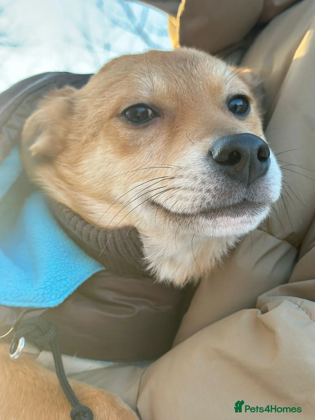 Mixed Breed dogs for adoption: 💙🐶 TUTTY 🐶💙 - Advert 12