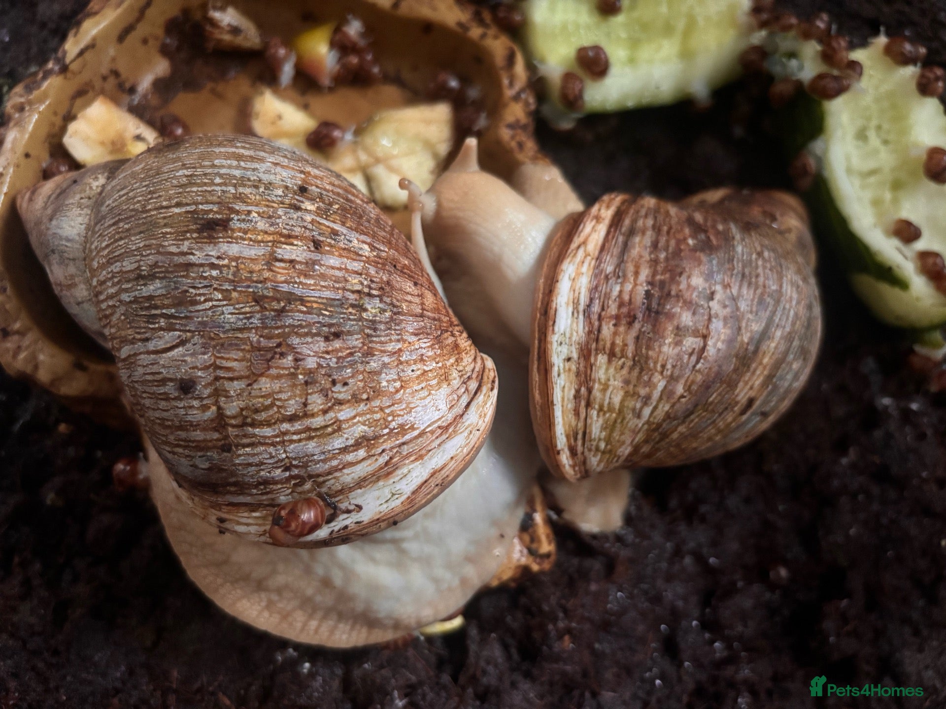 Snails invertebrates Giant African land snails babies and adults  - Advert 8