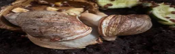 Snails invertebrates for sale: Giant African land snails babies and adults  - Advert 1