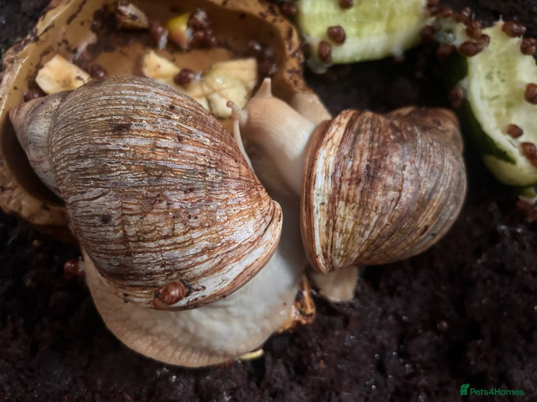 Snails invertebrates for sale: Giant African land snails babies and adults  - Advert 1