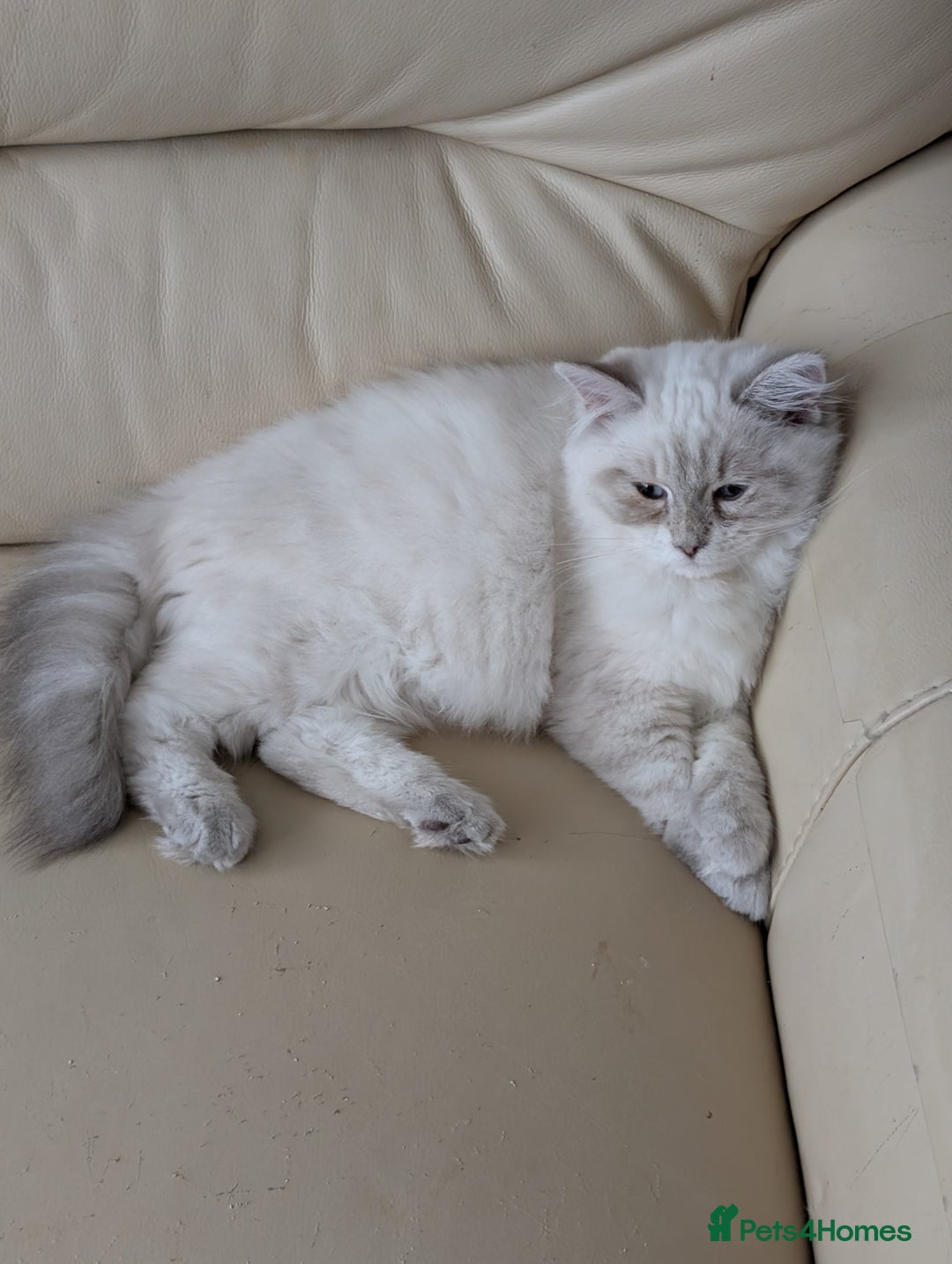 Ragdoll cats for sale: Ragdoll Girl  - Advert 4