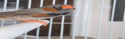 Finches birds for sale: Mixed aviary born Zebra Finch - Advert 5