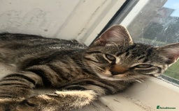 Domestic Shorthair cats for sale: Cute tabby male looking for new home - Image 2