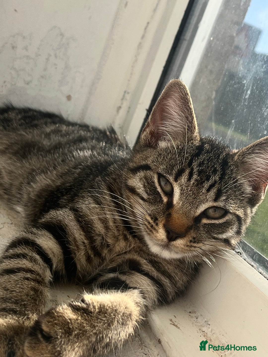Domestic Shorthair cats for sale: Cute tabby male looking for new home - Image 2