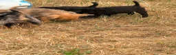 Mixed Breed dogs for sale: Foodles ready to leave flr the perfect 4ever home - Advert 28