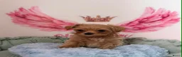 Maltipoo dogs for sale: Unique Love -Tiny Asian Maltipoo  - Advert 8
