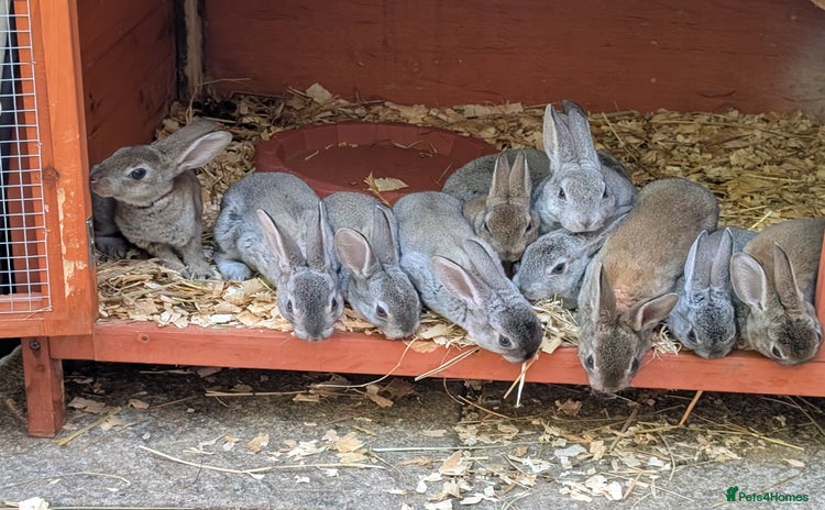 Rex rabbits - Advert 4