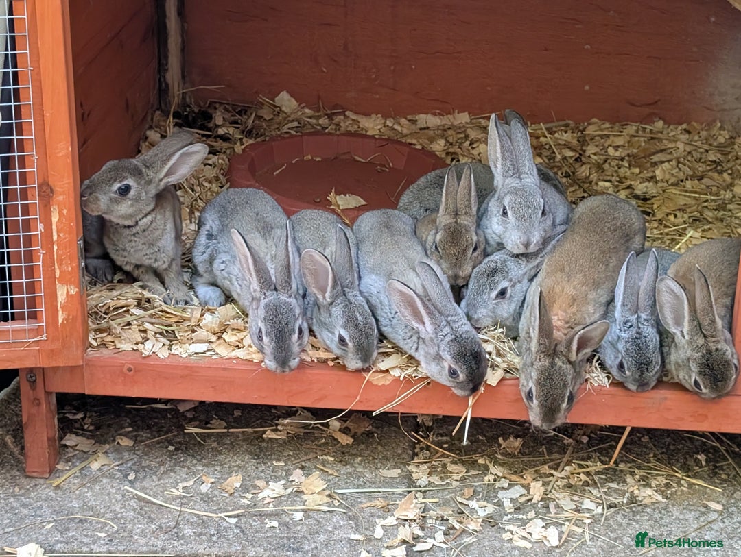 Rex rabbits for sale: Standard Rex babies ready 16/9 - Image 1