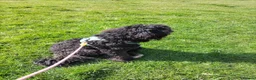 Sheepadoodle dogs for sale: Sheepadoodle (Female) in Pontefract - Advert 2