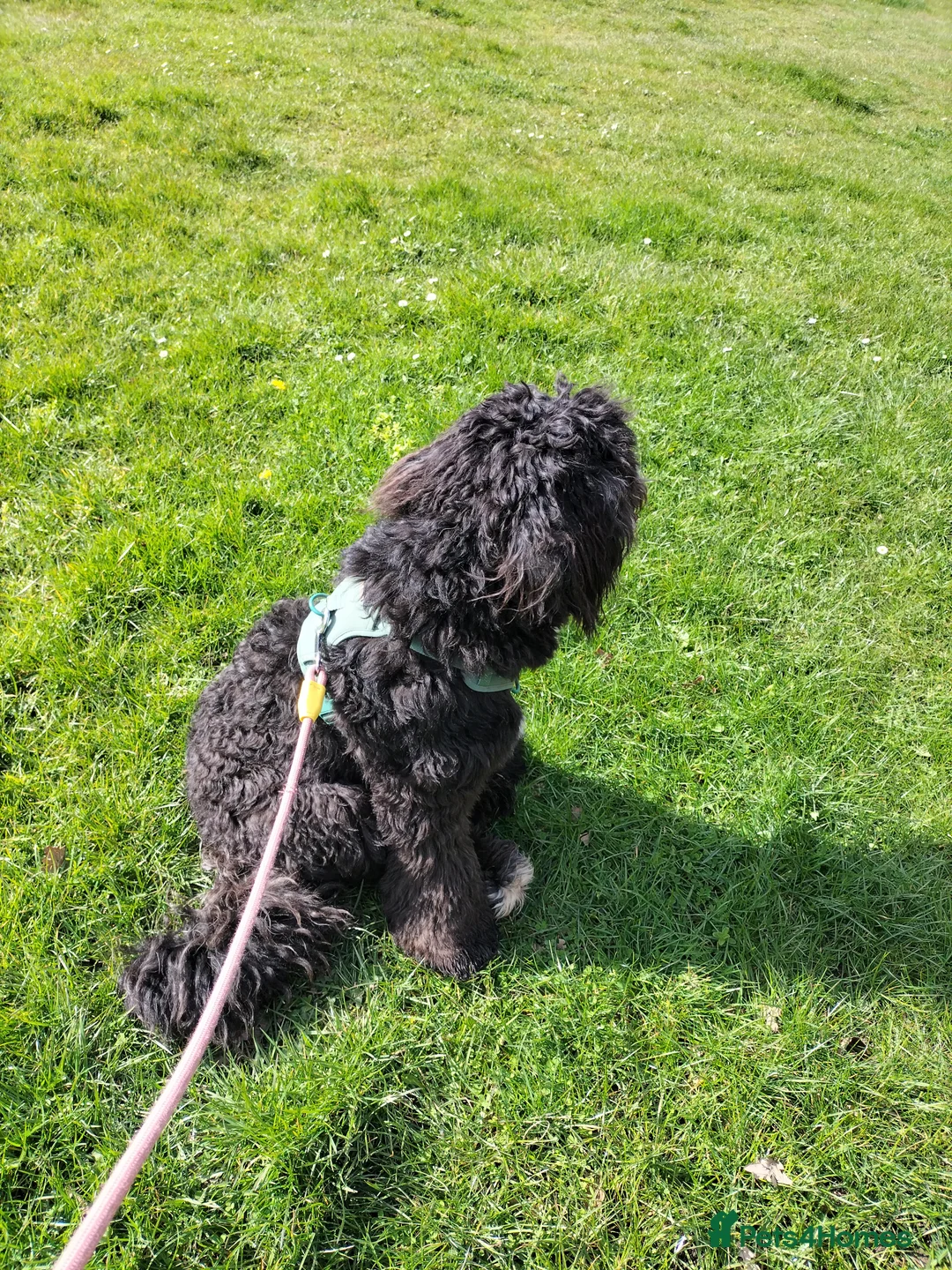 Sheepadoodle dogs for sale: Sheepadoodle (Female) in Pontefract - Advert 2