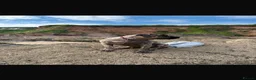 Presa Canario dogs for sale: Presa canario in Tamworth - Advert 5