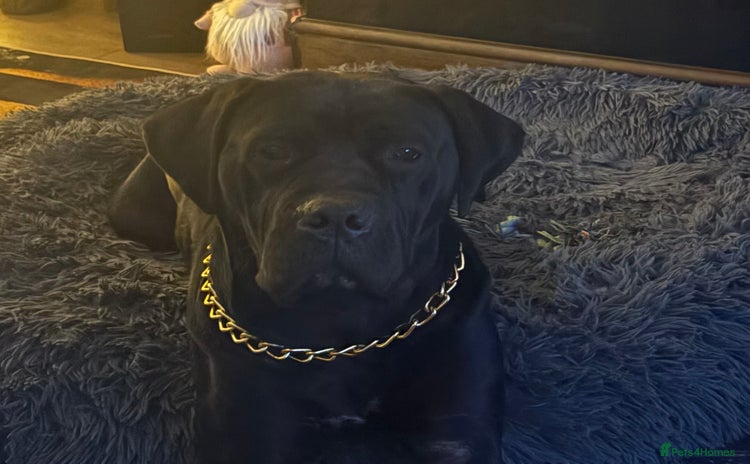 Cane Corso dogs - Advert 4