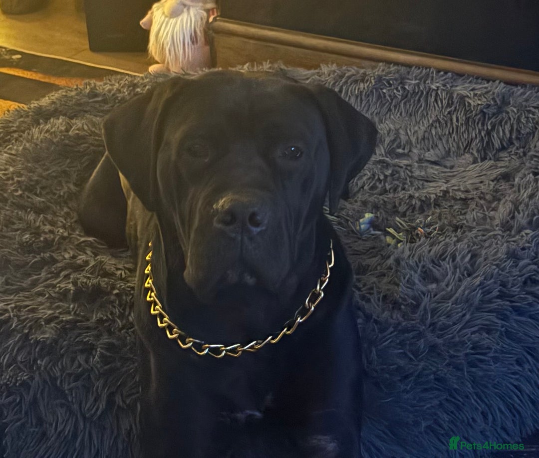 Cane Corso dogs for sale: Female cane corso 10 months  - Image 1