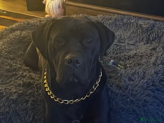 Cane Corso dogs - Advert 4