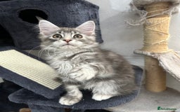Maine Coon cats for sale: Pedigree TICA Registered Maine Coon Kittens - Image 11