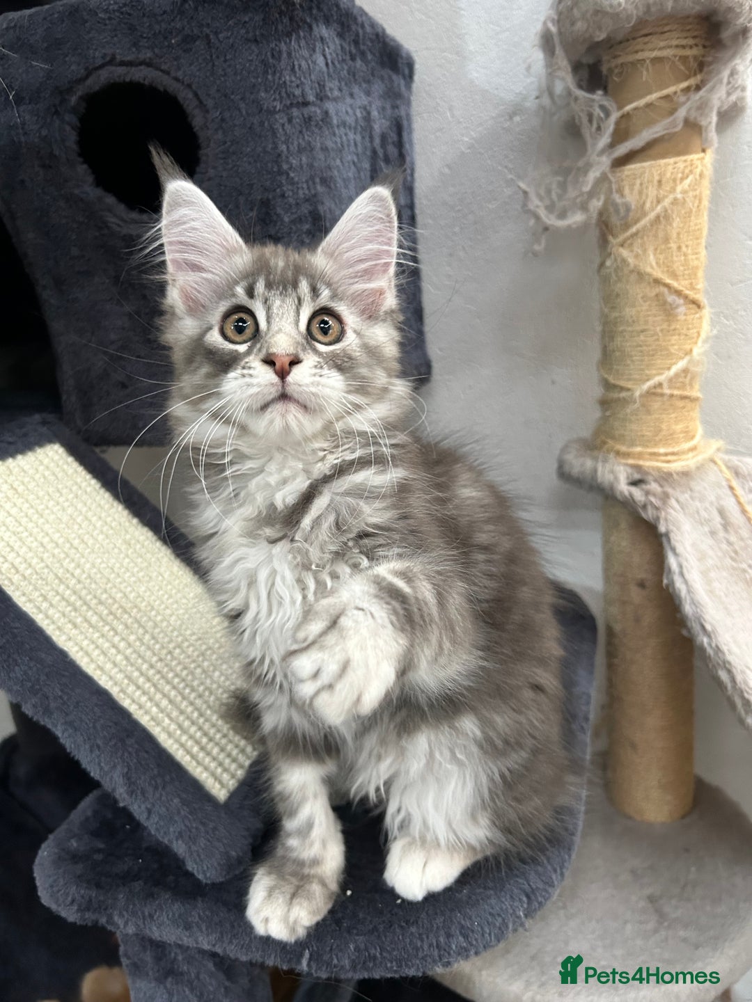 Maine Coon cats for sale: Pedigree TICA Registered Maine Coon Kittens - Image 11