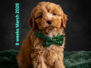 Cockapoo dogs 8-WeekOld Cockapoos Pups intelligent no sit, paw - Advert 3