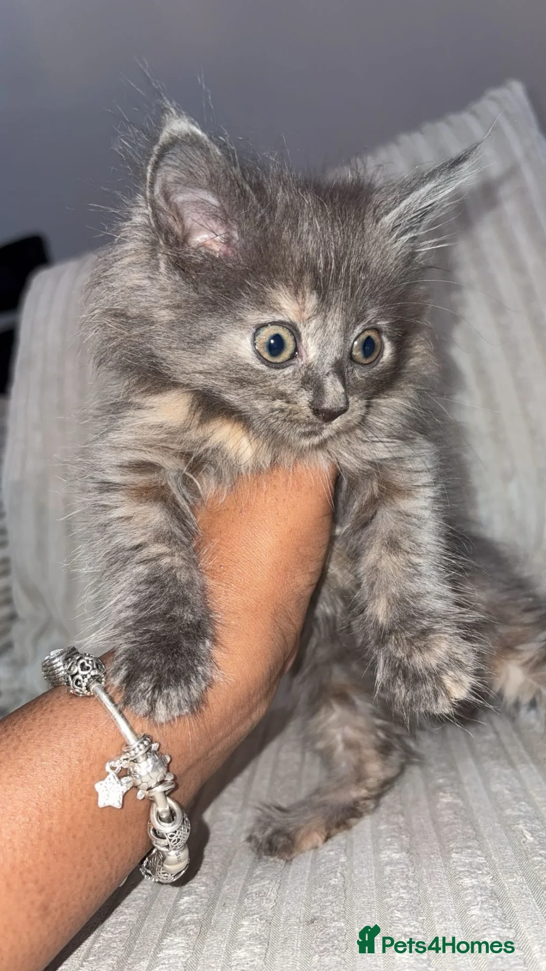 Mixed Breed cats for sale: Mixed breed kittens in Brierley Hill - Advert 2
