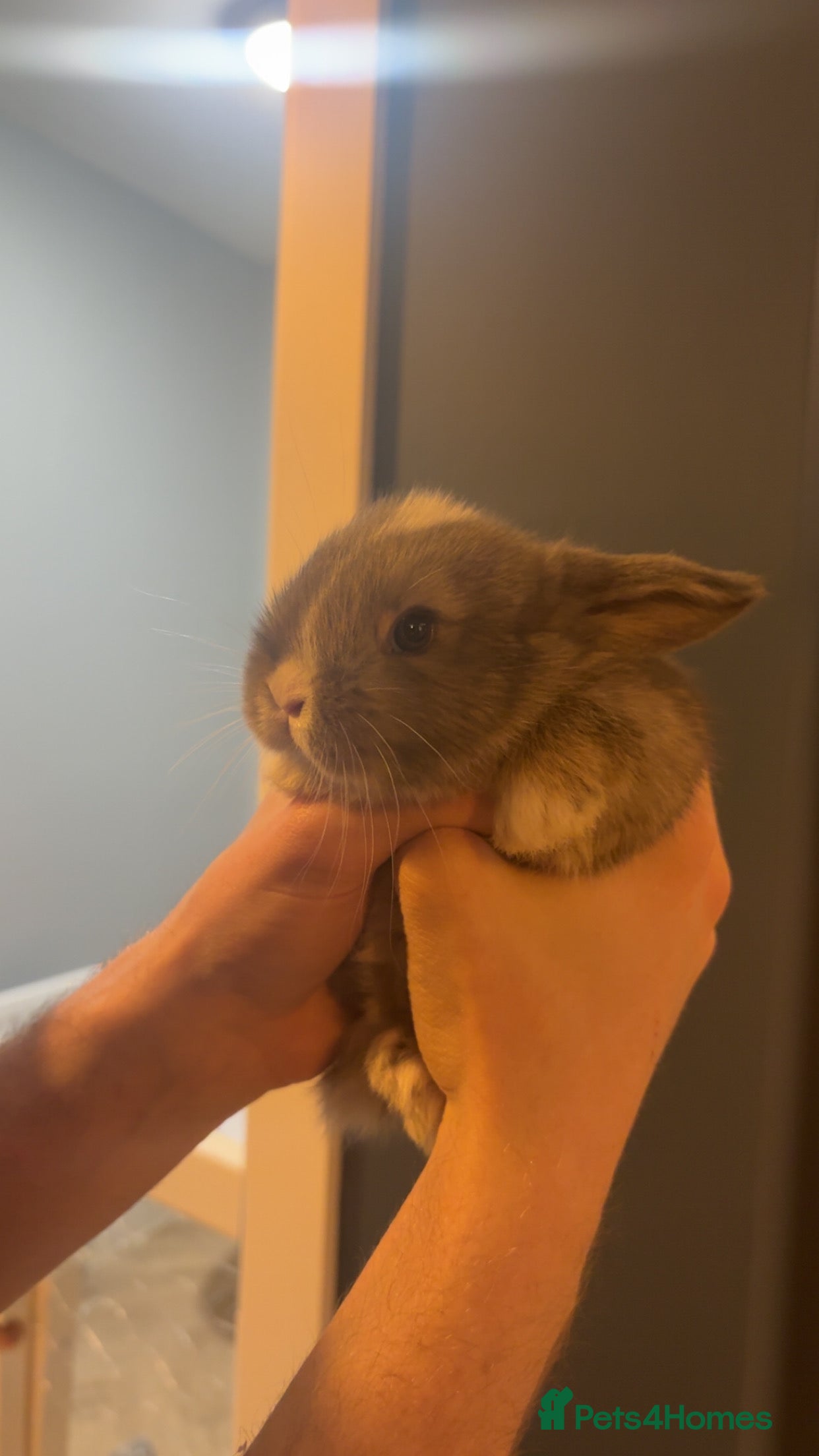 Mini Lop rabbits 4 pure breed mini lop - Advert 13