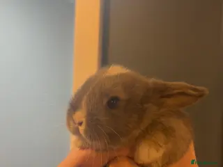Mini Lop rabbits 4 pure breed mini lop - Advert 13