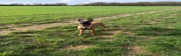 Belgian Shepherd Dog dogs for sale: Male Belgian malinois  - Advert 3