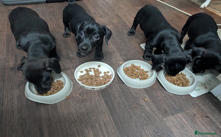 Mixed Breed dogs - Advert 1