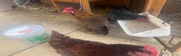 Chickens poultry for sale: Chickens for re homing  in Birmingham - Advert 4