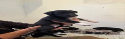 Lurcher dogs for sale: Lurchers for sale - Advert 6